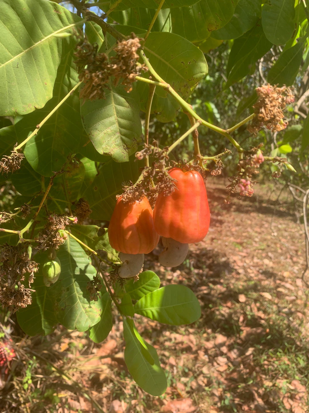 Secrets of Cashew Cultivation in Konkan!