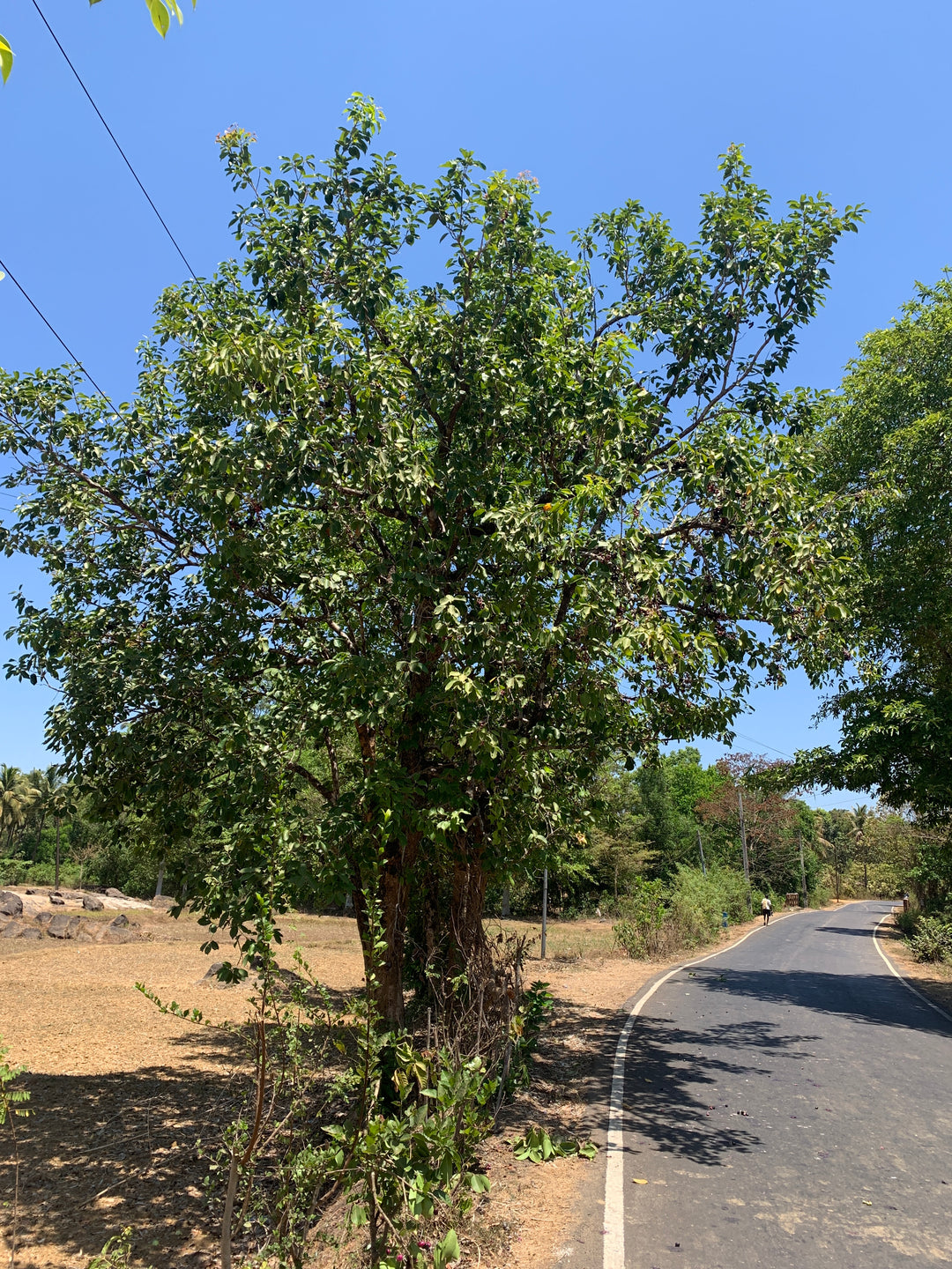 Jamun Tree
