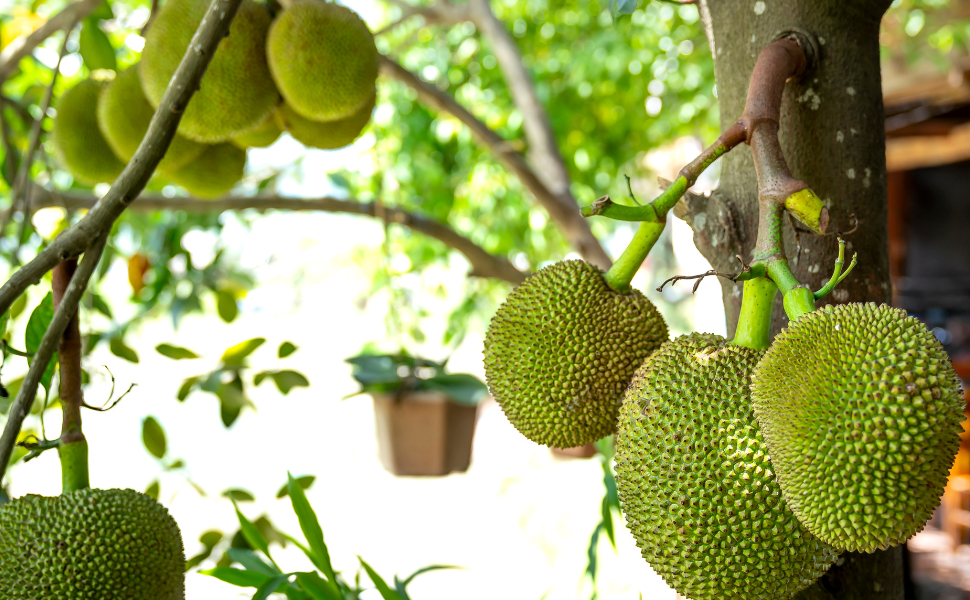 Rediscover Childhood Nostalgia with Nutrinat's Ready-to-Cook Tender Jackfruit!